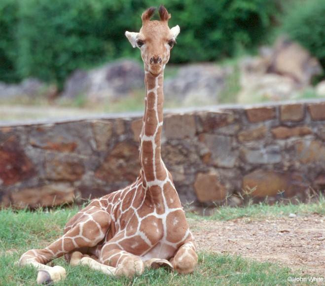 Baby Giraffe0002-by John White.jpg