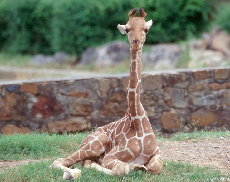 Baby Giraffe0003-by John White.jpg