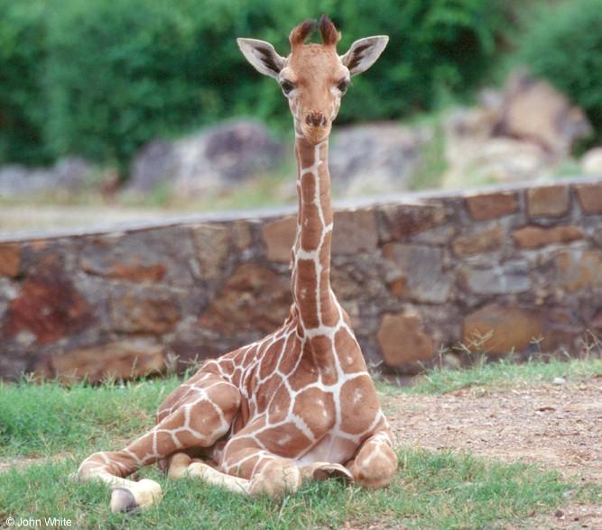 Baby Giraffe0004-by John White.jpg