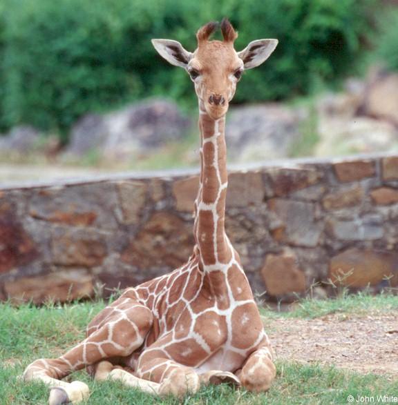 Baby Giraffe0005-by John White.jpg