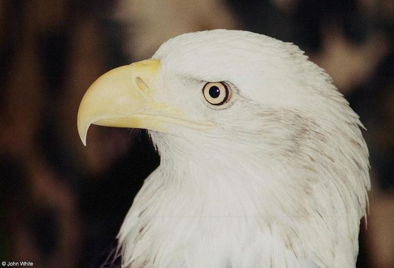 Bald Eagle Haliaeetus leucocephalus 007-by John White.jpg