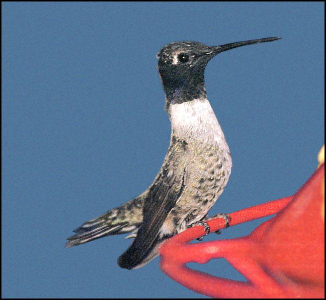 Black-chinnedHummingbird 32-Perching on bird feeder.JPG