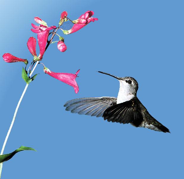Black-chinnedHummingbird F 01-Female approaching flower.JPG