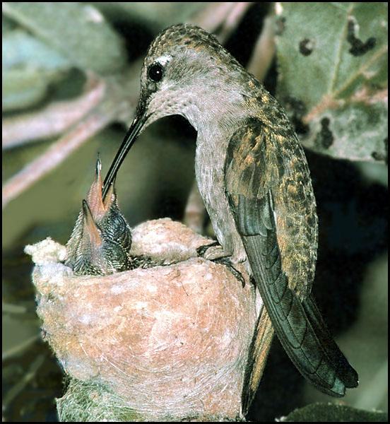 Black-chinnedHummingbird F 02-Female nursing chicks-on nest.JPG