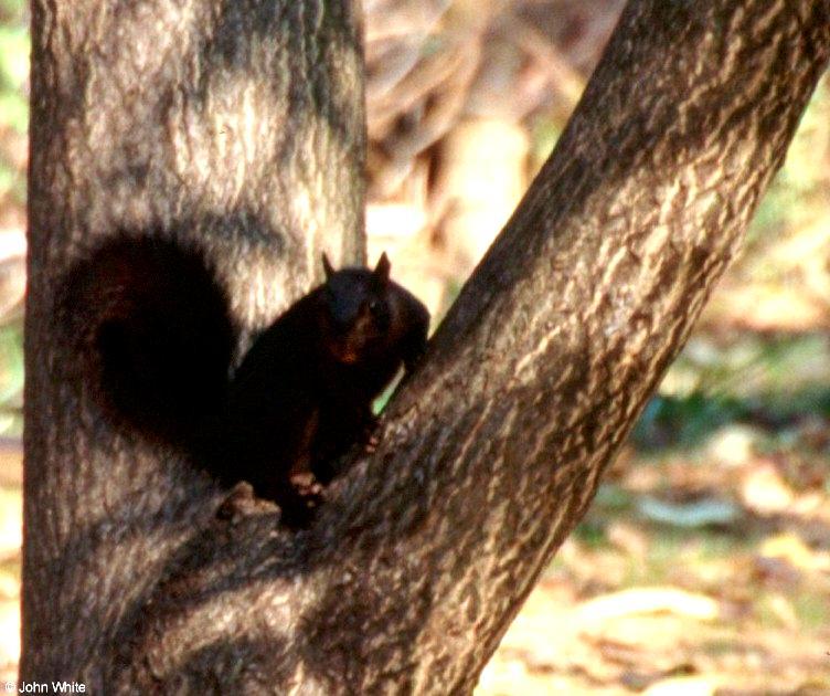 Black Squirrel2-by John White.jpg