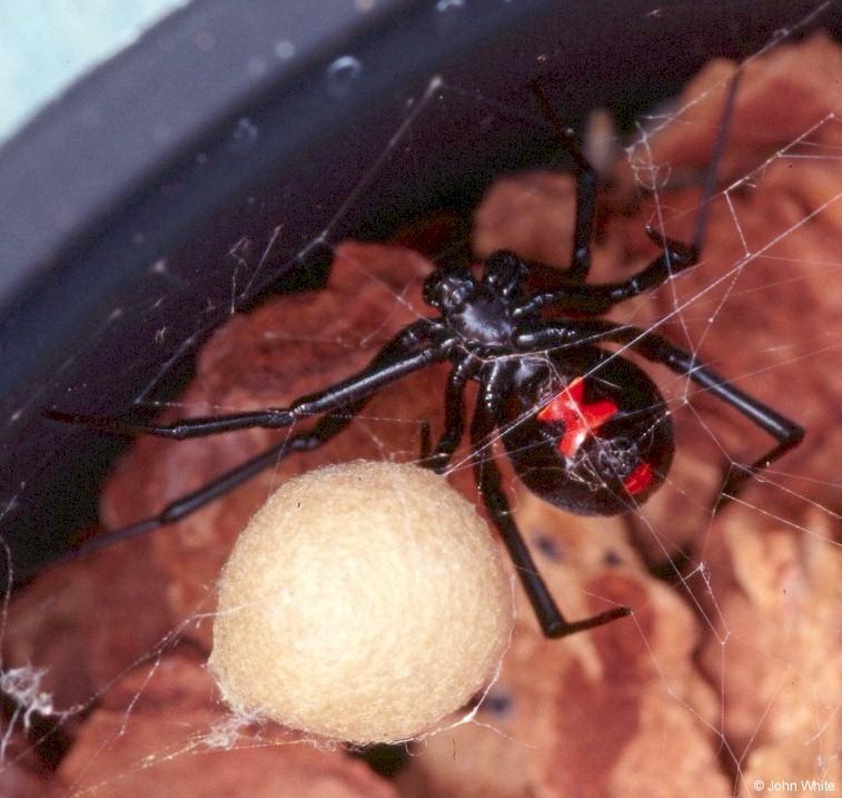 Black Widow Spider and egg case2-by John White.jpg