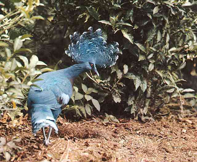 Blue-Crowned-Pigeon-TR-by Trudie Waltman.jpg