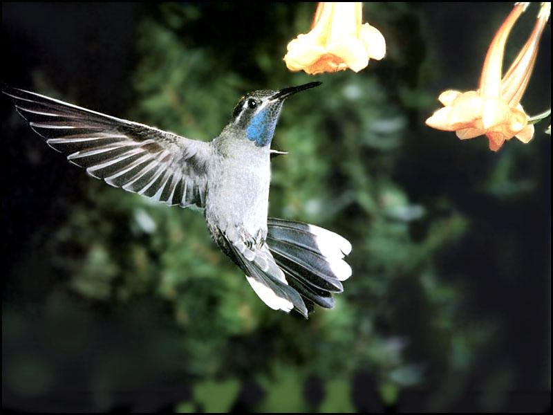 Blue-throatedHummingbird 15-Approaching flower.JPG
