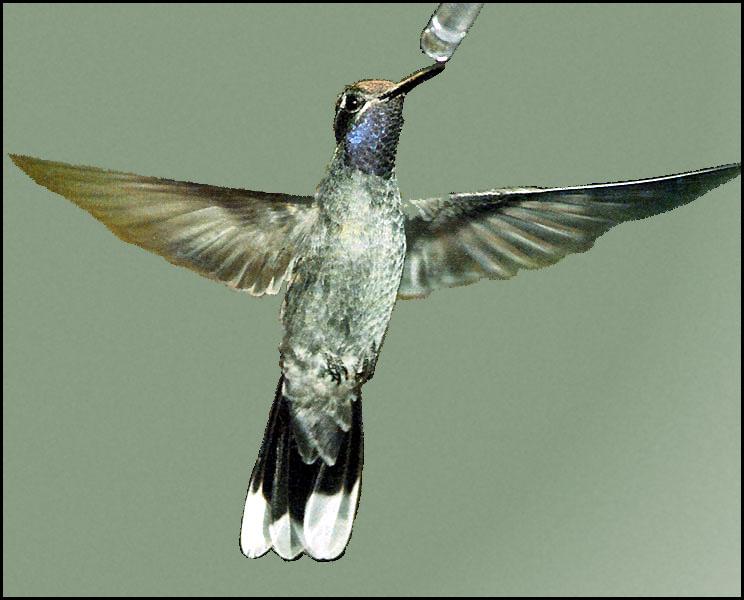 Blue-throatedHummingbird 16-Approaching bird feeder.JPG