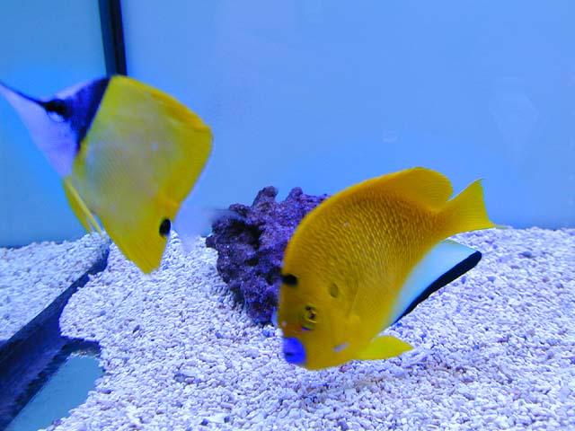 Blue Lips-Yellow Longnose Butterflyfish-by Tony Heyman.jpg