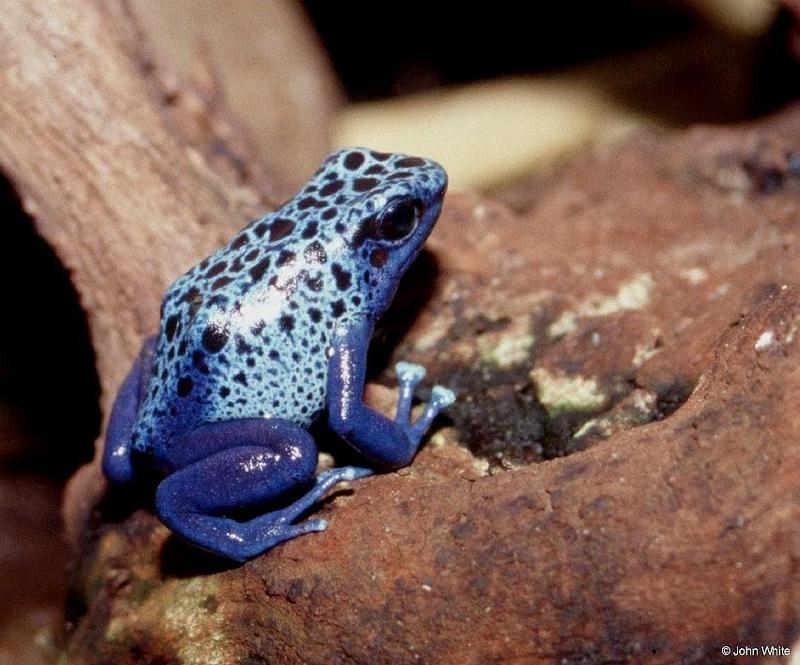 Blue poison dart frog2001-001-by John White.jpg