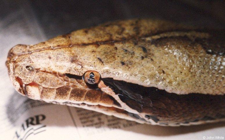 Borneo blood python eye cap-by John White.jpg