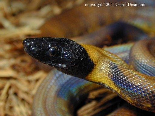 Bothrochilus boa09a-Ringed Python-by Dennis Desmond.jpg