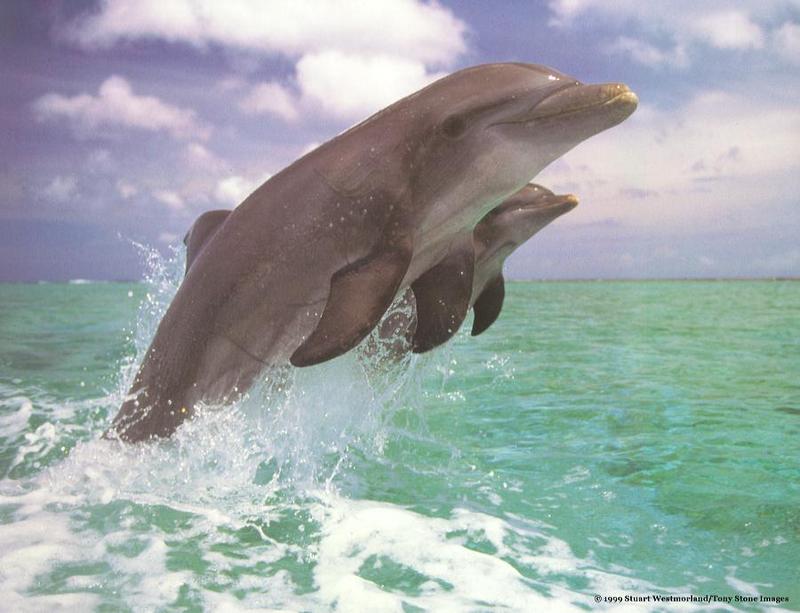 Bottlenose dolphins pair leaping-by Rebecca Willey.jpg