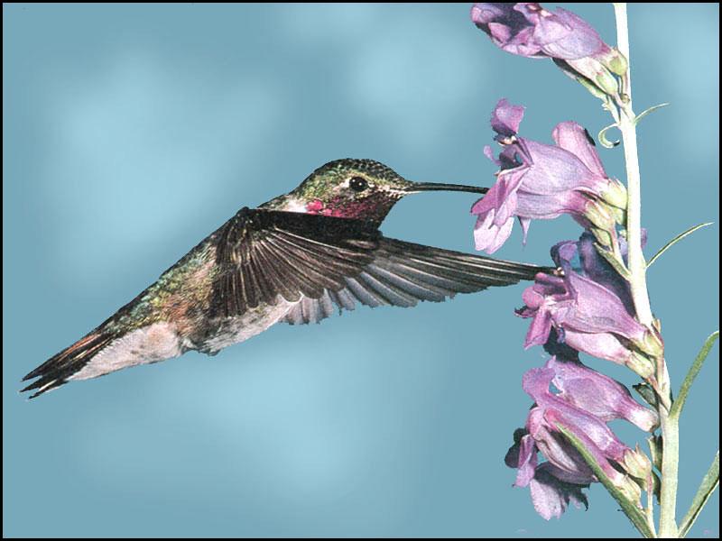Broad-tailedHummingbird 22-Sipping nectar.JPG