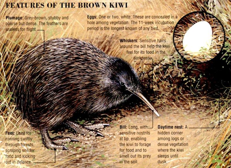 Brown Kiwi 2-by Les Thurbon.jpg