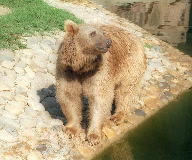 Brownbear007-from Heidelberg Zoo-by Ralf Schmode.jpg
