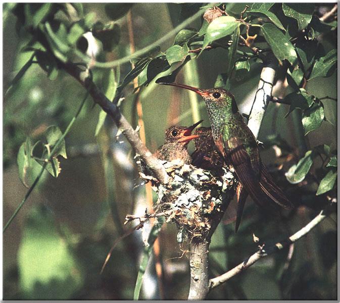 Buff-belliedHummingbird 10-Mom nursing chicks on nest.JPG