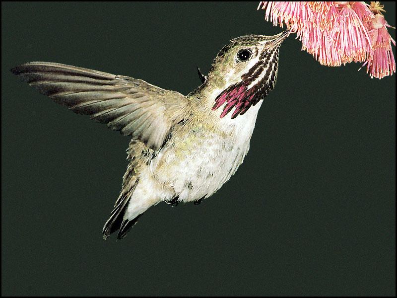 CalliopeHummingbird 16-sipping nectar.JPG
