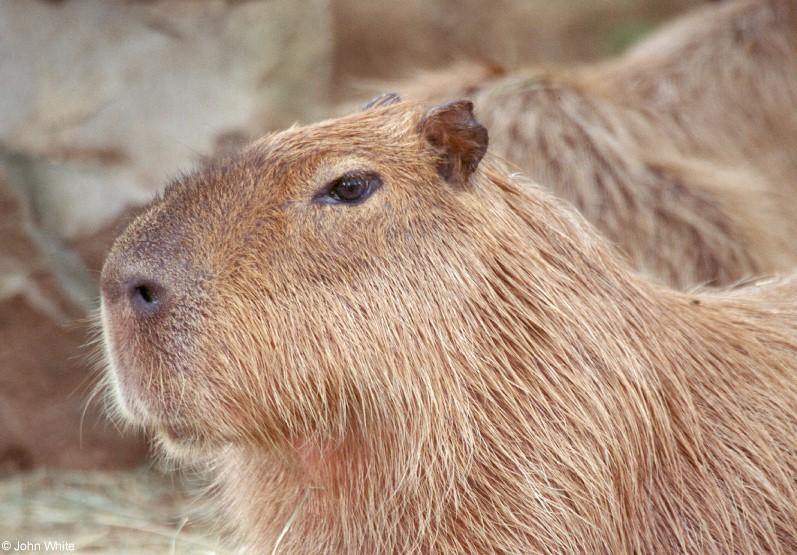Capybara-by John White.jpg