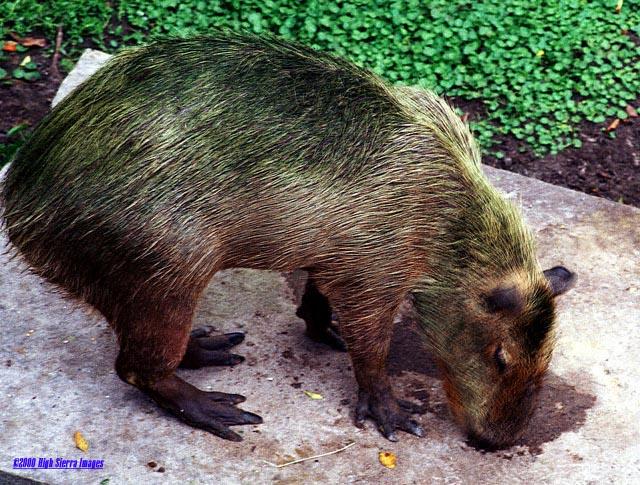 Capybara-by Jose Sierra Jr.jpg
