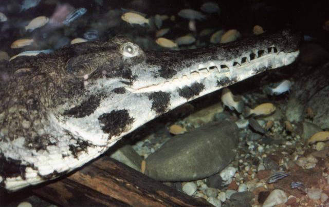 Ccat12a-African Slender-snouted Crocodile-by Billy Heinbuch.jpg