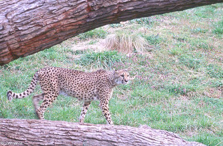 Cheetah200-by John White.jpg