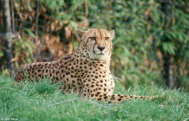 Cheetah201-by John White.jpg