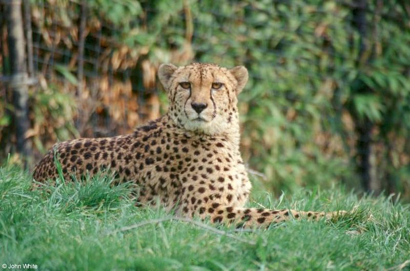 Cheetah202-by John White.jpg