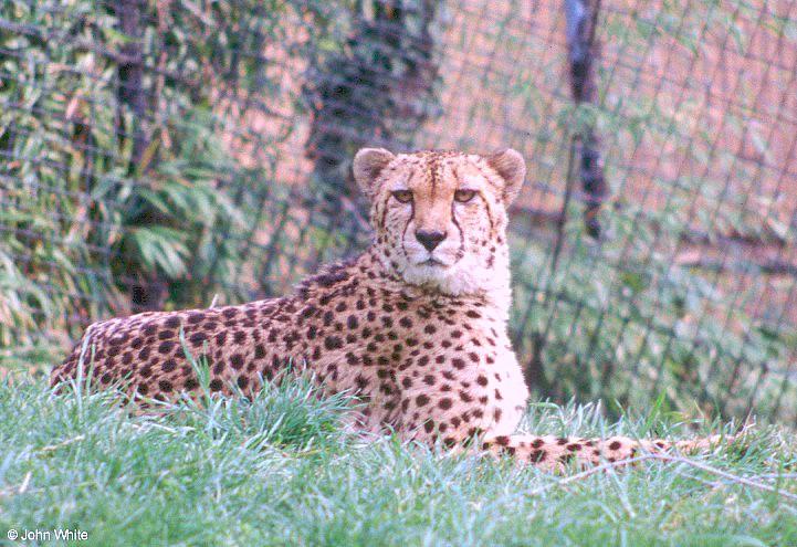Cheetah300-by John White.jpg