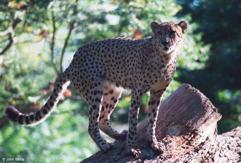 Cheetah 9-17-00001-by John White.jpg