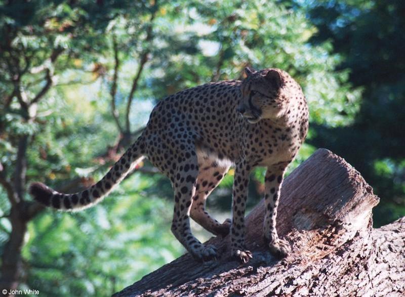 Cheetah 9-17-00005-by John White.jpg