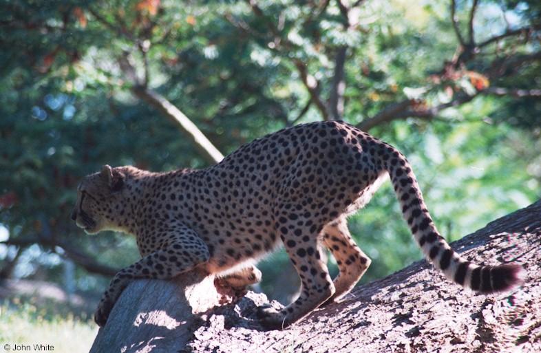 Cheetah 9-17-00006-by John White.jpg