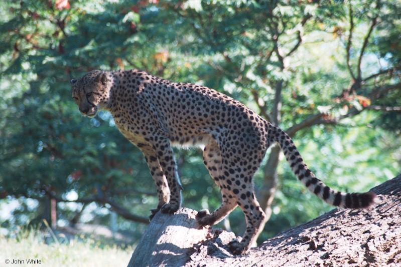 Cheetah 9-17-00008-by John White.jpg