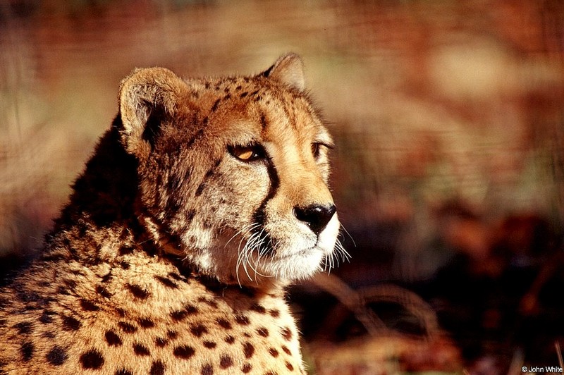 Cheetah close-up 004-by John White.jpg