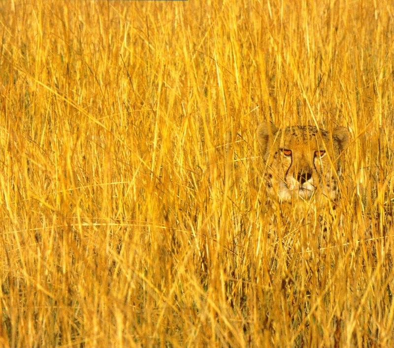 Cheetah in Grass-by Reiner Richter.jpg