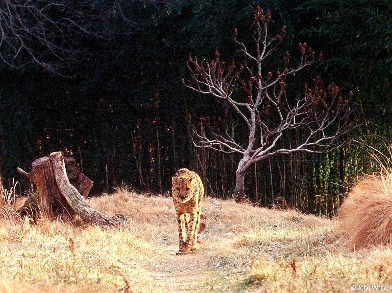 Cheetah on path-by John White.jpg