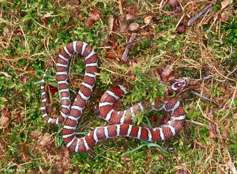 Coastal Plains Milk Snake-by John White.jpg