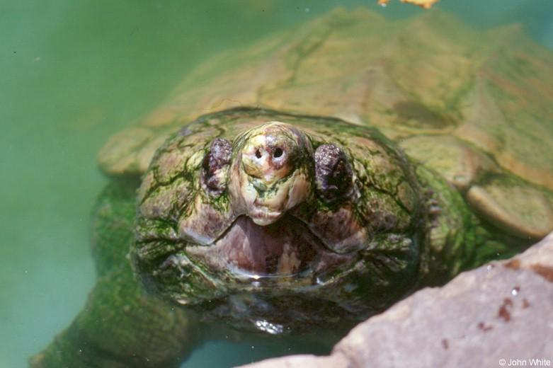 Common snapping turtle0001-by John White.jpg