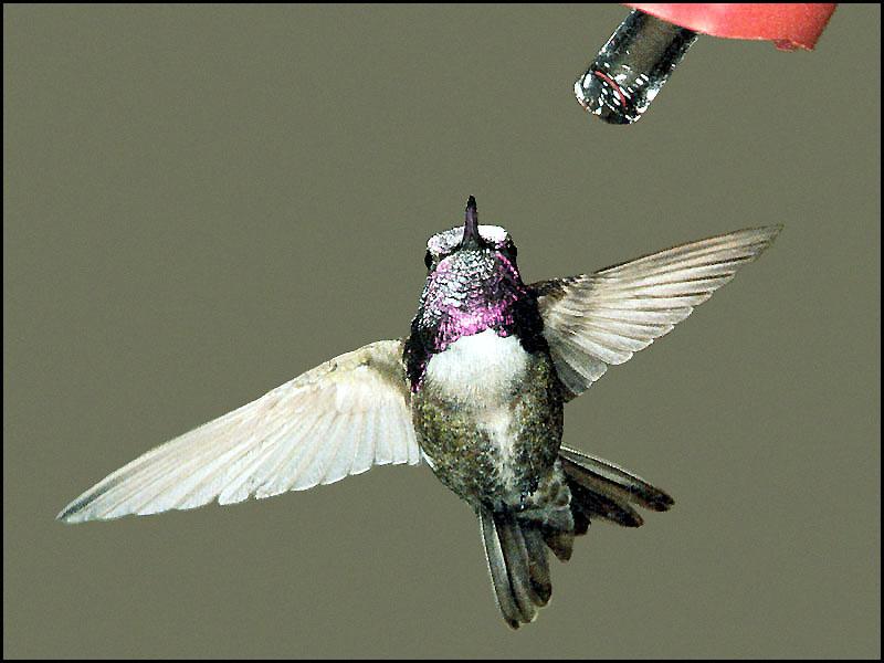 CostasHummingbird 14-Approaching bird feeder.jpg