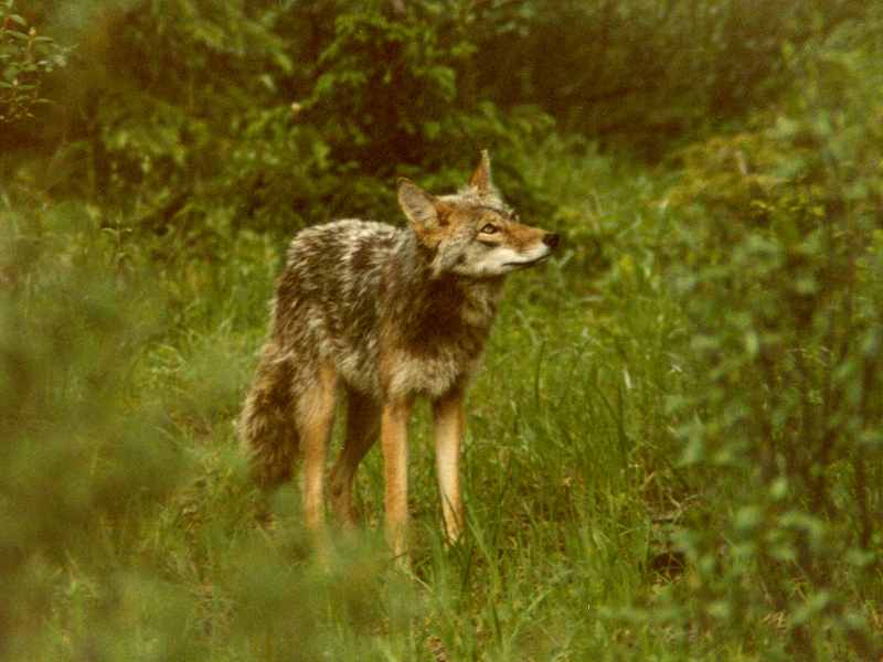 Coyote-by Willy Jorgensen.jpg
