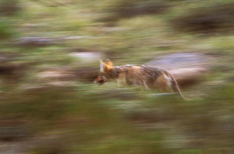 Coyote rennend-by Martin Stevens.jpg