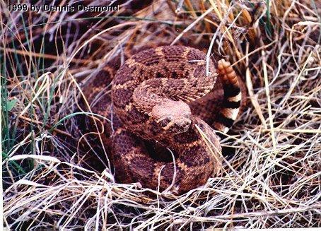 Crotalus atrox03-Western Diamondback Rattlesnake-by Dennis Desmond.jpg