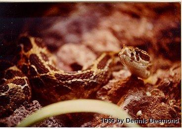 Crotalus polystictus03-Mexican Lance-headed Rattlesnake-by Dennis Desmond.jpg