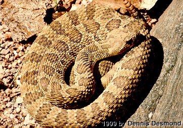 Crotalus viridis01-Prairie Rattlesnake-by Dennis Desmond.jpg