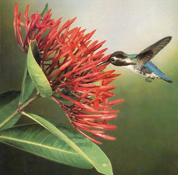 CubanBeeHummingbird 01-Sipping nectar.JPG