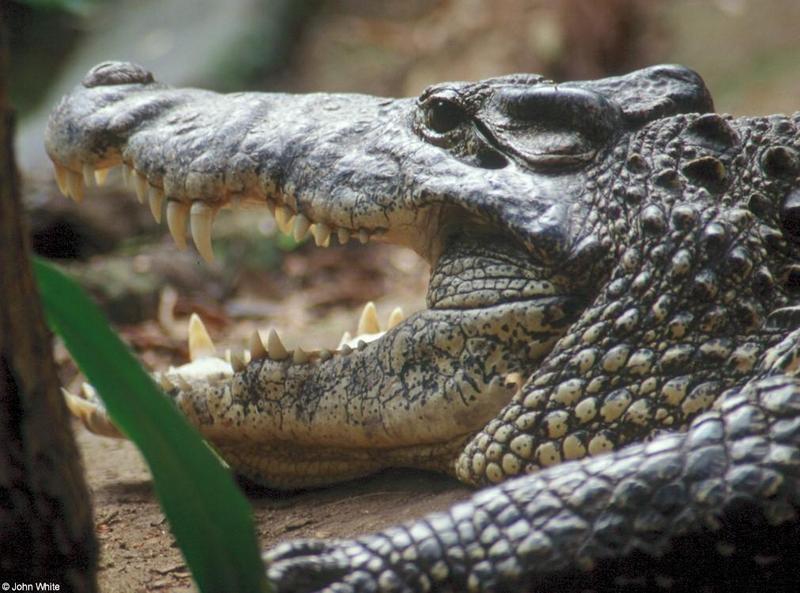 Cuban Crocodile801-by John White.jpg