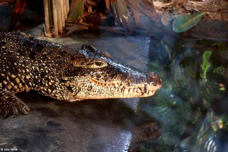 Cuban Crocodile 2001 007-by John White.jpg