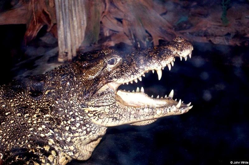 Cuban Crocodile 2001 008-by John White.jpg