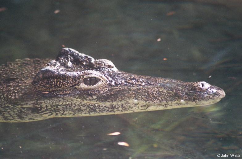 Cuban Crocodile 9-17-00001-by John White.jpg